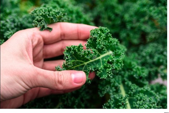 Kale: el superalimento que viene del frío